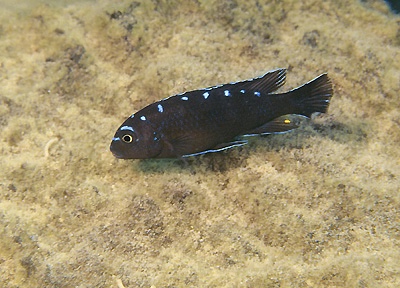 Chindongo sp. 'elongatus spot' Hai Reef